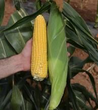 Фото 1 - Лискам F1 кукуруза суперсладкая Clause 5 000 семян