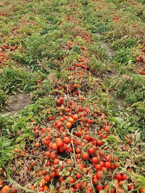 Фото 3 - Руфус F1 томат детермінантний Esasem 1 000 насінин