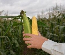 Фото 1 - Сентінель F1 кукурудза цукрова Clause 5 000 насінин