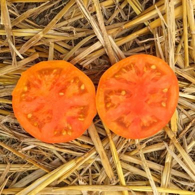 Фото 6 - Солідо F1 томат детермінантний Spark Seeds 500 насінин