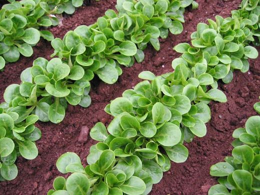 Фото 3 - Акцент салат тип Корн Enza Zaden 100 000 семян