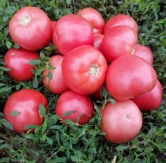 Фото 1 - Пінк Світнес томат детермінантний Lark Seeds 500 насінин
