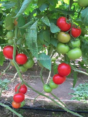 Фото 3 - Байконур F1 томат индетерминантный Enza Zaden 500 семян
