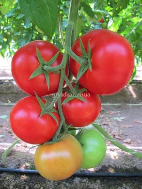 Фото 2 - Байконур F1 томат индетерминантный Enza Zaden 500 семян