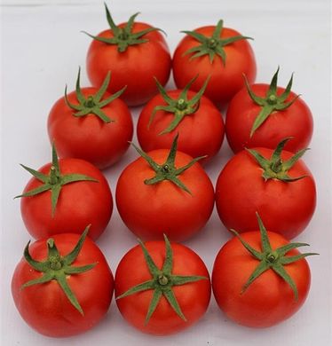 Фото 1 - Байконур F1 томат индетерминантный Enza Zaden 500 семян