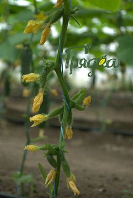 Фото 1 - Ніборі (KS/КС 90) F1 огірок партенокарпічний Kitano Seeds 250 насінин