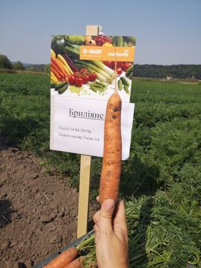 Фото 3 - Бриліанс F1 морква пізня Nunhems 1.4-1.6, 100 тис. насінин