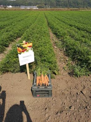 Фото 4 - Бриліанс F1 морква пізня Nunhems 1.4-1.6, 100 тис. насінин