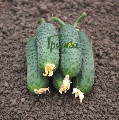 Фото 2 - Ніборі (KS/КС 90) F1 огірок партенокарпічний Kitano Seeds 250 насінин