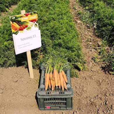 Фото 2 - Брилианс F1 морковь поздняя Nunhems 1.4-1.6, 100 тыс. семян