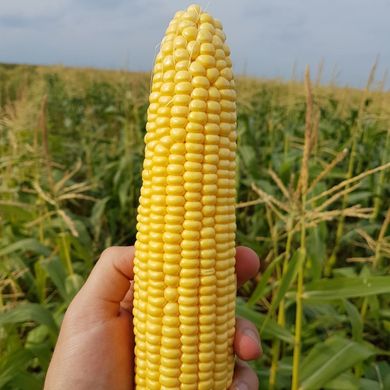 Фото 1 - Оватона F1 кукурудза цукрова Clause 5 000 насінин