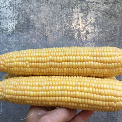 Фото 3 - Оватона F1 кукурудза цукрова Clause 5 000 насінин