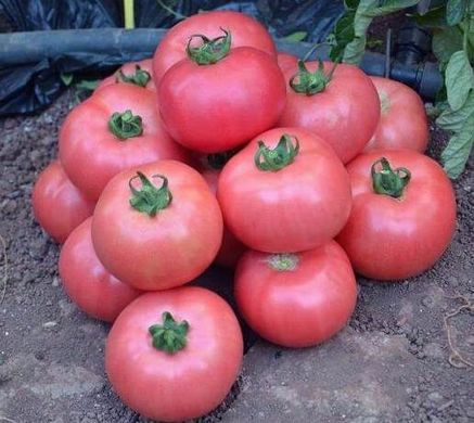 Фото 1 - Пандароза F1 томат індетермінантний Seminis 500 насінин