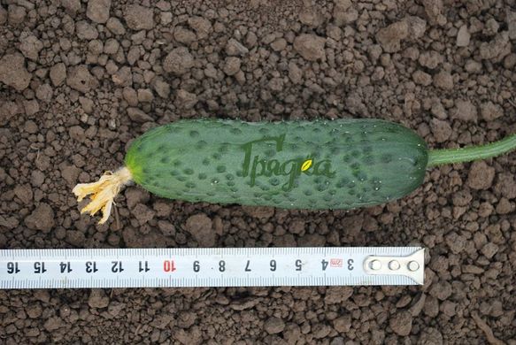 Фото 3 - Ніборі (KS/КС 90) F1 огірок партенокарпічний Kitano Seeds 250 насінин