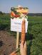 Брилианс F1 морковь поздняя Nunhems 1.4-1.6, 100 тыс. семян