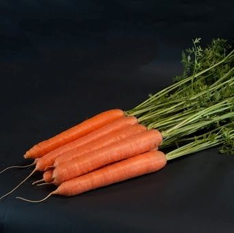 Фото 1 - Санторин F1 морковь тип Нантский Clause калибр 1,6-2,0, 100 тыс. семян