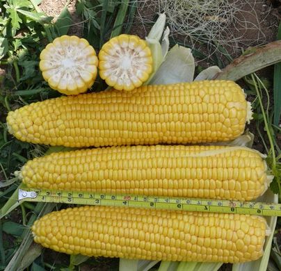 Фото 1 - Леженд F1 кукуруза ранняя Clause 1 кг