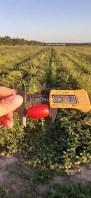 Фото 4 - Дольчесио F1 томат детерминантный Esasem 1 000 семян