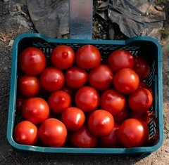 Фото 1 - Меланет F1 томат полудетерминантный Syngenta 500 семян
