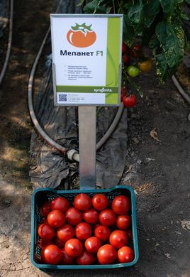 Фото 2 - Меланет F1 томат напівдетермінантний Syngenta 500 насінин