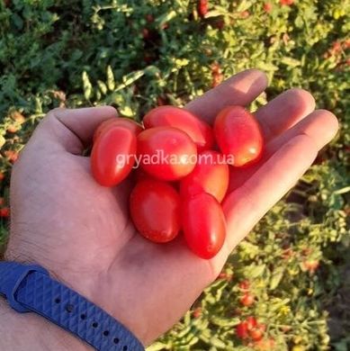 Фото 1 - Дольчесио F1 томат детерминантный Esasem 1 000 семян