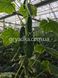 112-314 (Страж) F1 огурец партенокарпический Yuksel Tohum 500 семян