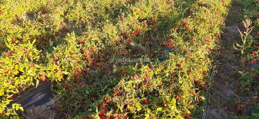 Фото 2 - Дольчесио F1 томат детерминантный Esasem 1 000 семян