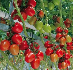 Фото 1 - Гранадеро F1 томат индетерминантный Enza Zaden 250 семян