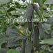 112-315 (Ратник) F1 огурец партенокарпический Yuksel Tohum 500 семян