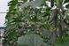 112-315 (Ратник) F1 огурец партенокарпический Yuksel Tohum 500 семян