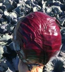 Фото 1 - Редгард F1 капуста краснокочанная Clause 2 500 семян