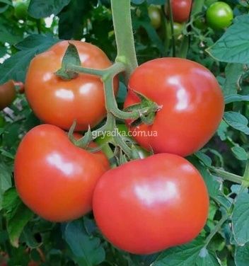 Фото 3 - Клад F1 томат индетерминантный Spark Seeds 250 семян