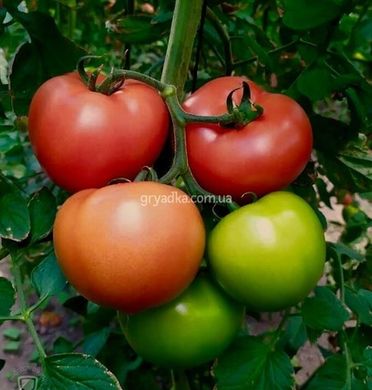 Фото 2 - Клад F1 томат індетермінантний Spark Seeds 250 насінин