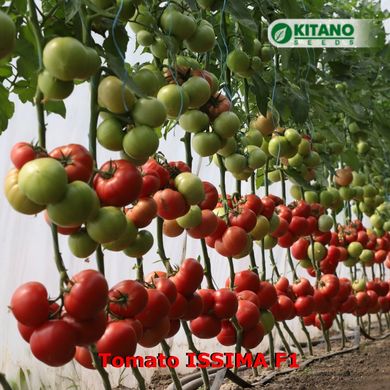 Фото 3 - Иссима F1 (КС 240) томат индетерминантный Kitano Seeds 500 семян