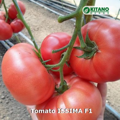 Фото 2 - Іссіма F1 (КС 240) томат індетермінантний Kitano Seeds 500 насінин