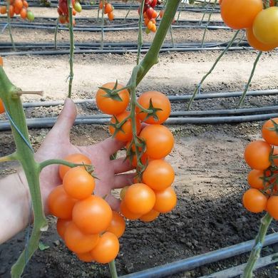 Фото 4 - Нессі (КС 1549) F1 томат індетермінантний черрі Kitano Seeds 500 насінин