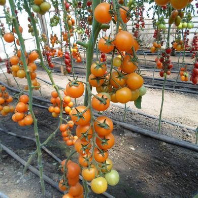 Фото 6 - Нессі (КС 1549) F1 томат індетермінантний черрі Kitano Seeds 100 насінин