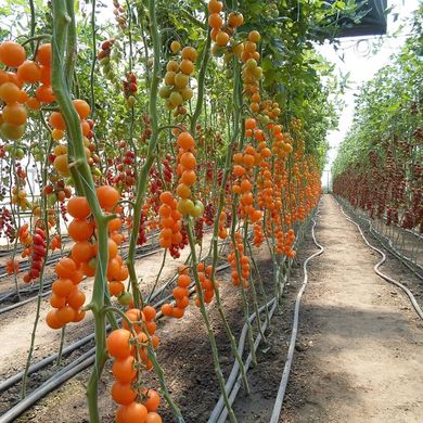 Фото 5 - Нессі (КС 1549) F1 томат індетермінантний черрі Kitano Seeds 100 насінин