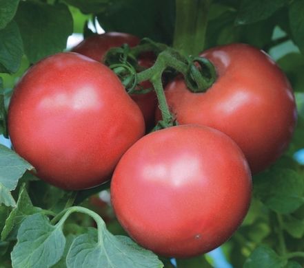 Фото 1 - Димероза F1 томат индетерминантный Enza Zaden 250 семян
