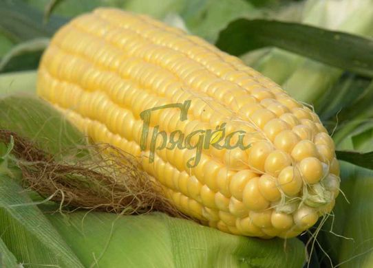 Фото 3 - Сігнет F1 кукурудза Seminis 5000 насінин