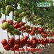 Іссіма F1 (КС 240) томат індетермінантний Kitano Seeds 500 насінин