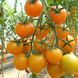 Нессі (КС 1549) F1 томат індетермінантний черрі Kitano Seeds 100 насінин