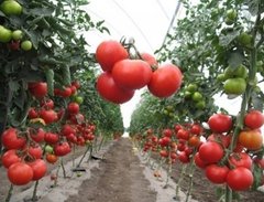 Фото 1 - Акела F1 томат детерминантный Clause 1000 семян
