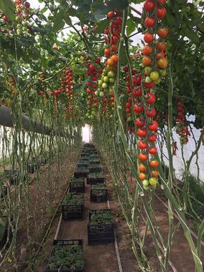 Фото 3 - Сакура F1 томат индетерминантный Enza Zaden 250 семян