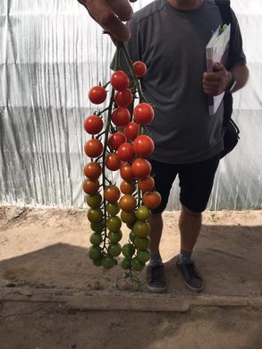 Фото 2 - Сакура F1 томат индетерминантный Enza Zaden 250 семян