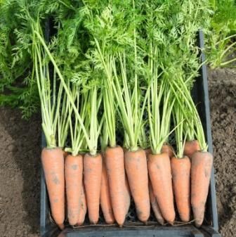 Фото 1 - Канада F1 морковь среднепоздняя Bejo Zaden 1.6 -1.8, 25 тыс. семян