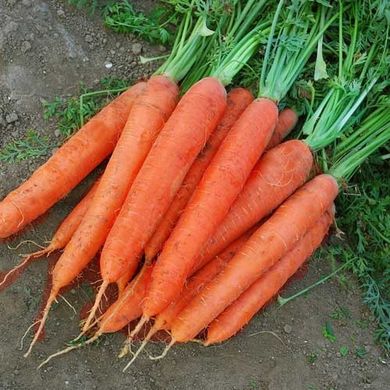 Фото 1 - Матч F1 морковь среднепоздняя тип Нантский Clause 25 000 семян