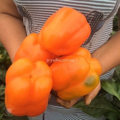 Фото 5 - Магно F1 перец сладкий оранжевый Enza Zaden 500 семян