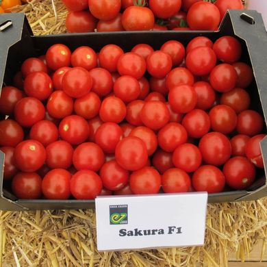 Фото 5 - Сакура F1 томат индетерминантный Enza Zaden 250 семян