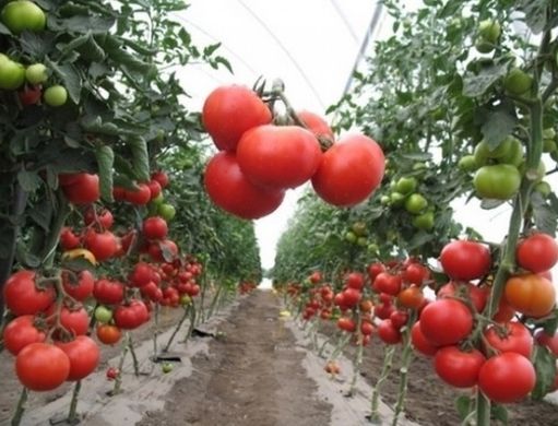 Фото 1 - Акела F1 томат детерминантный Clause 1000 семян